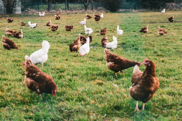 white-brown-chickens-fields-during-daytime